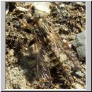 Dysmachus trigonus - Saebel-Raubfliege 02.jpg